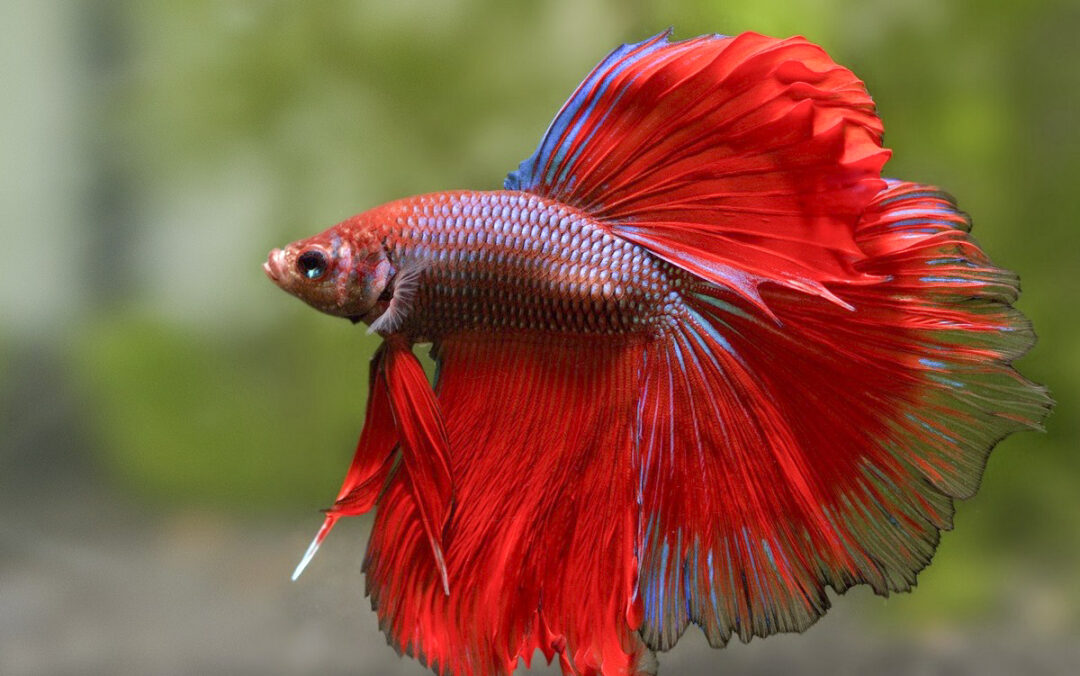 Melhores Marcas de Ração para Peixe Betta: Guia Completo