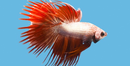 Como Montar o Aquário Ideal para Seu Peixe Betta