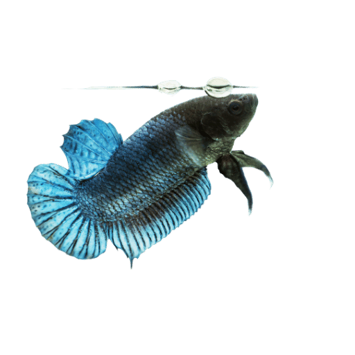 Como Montar o Aquário Ideal para Seu Peixe Betta