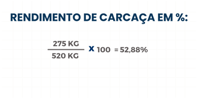 Como calcular o rendimento de carcaça de bovinos