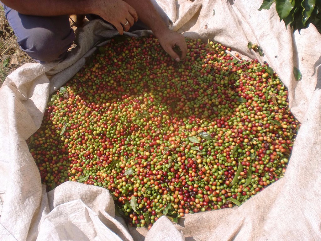 quanto pesa um saco de café no Brasil