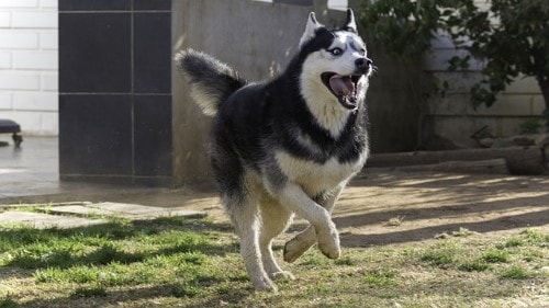 quantos quilos um husky siberiano atinge