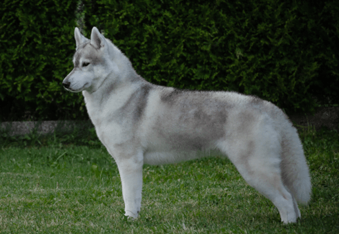 peso ideal husky siberiano