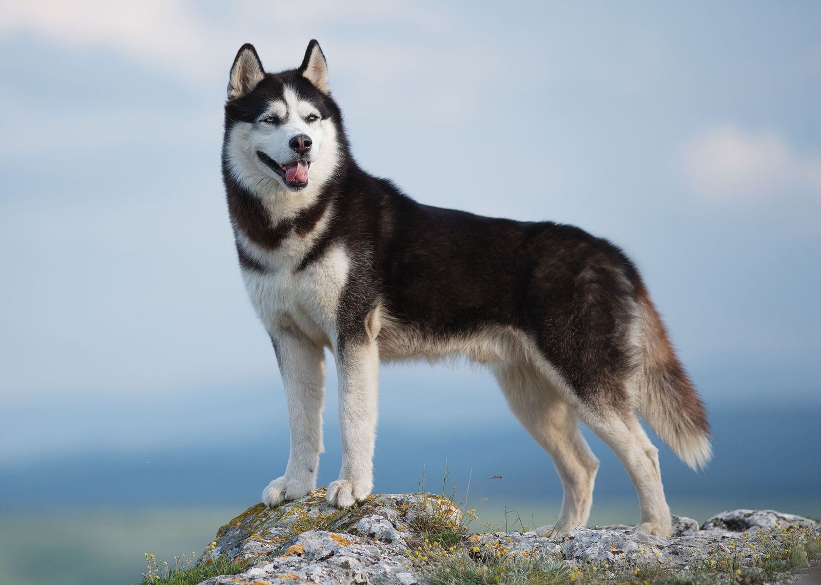 quanto pesa um husky siberiano