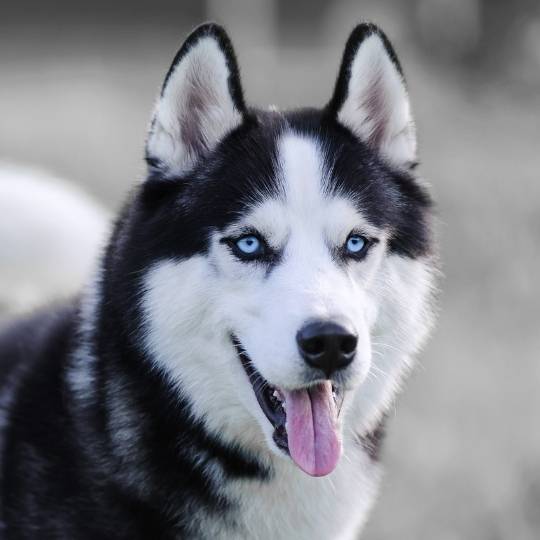 husky siberiano características físicas