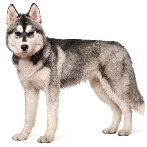 peso ideal husky siberiano