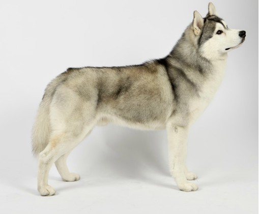 espectativa de vida husky siberiano