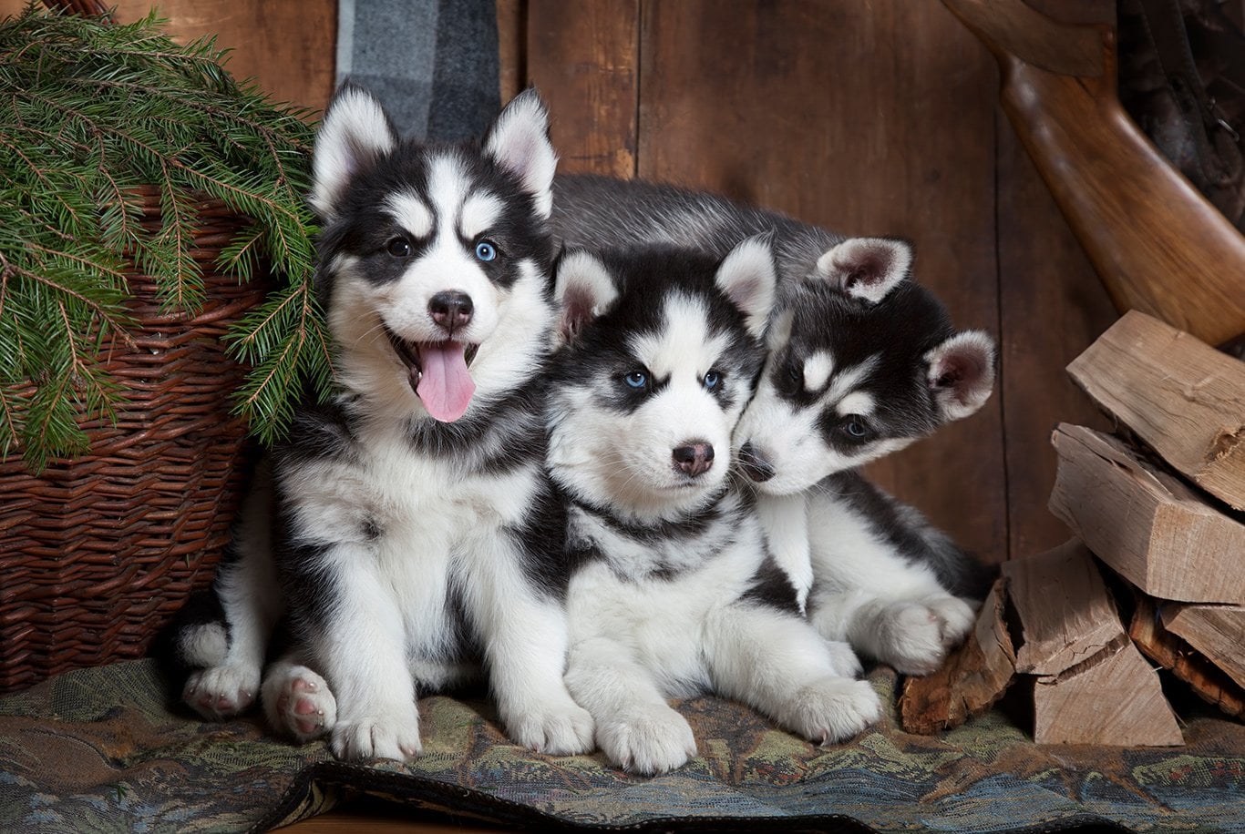 temperamento husky siberiano