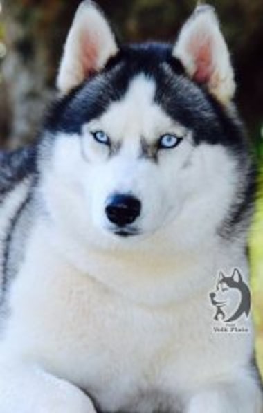 cuidados com husky siberiano filhote