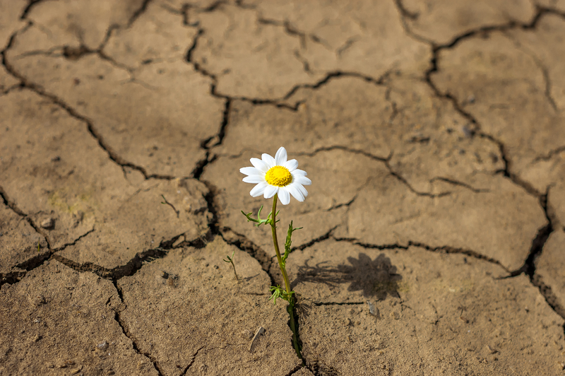 resiliência e saúde mental