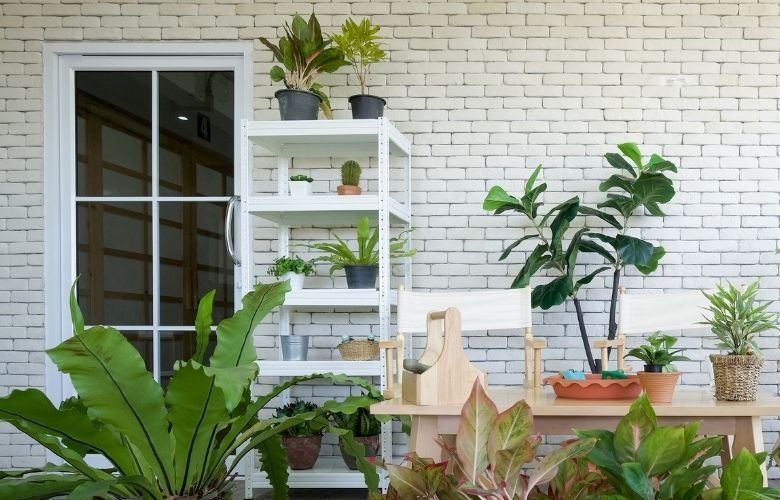 Plantas que Substituem a Grama: Opções de Baixa Manutenção para Áreas Sombreadas