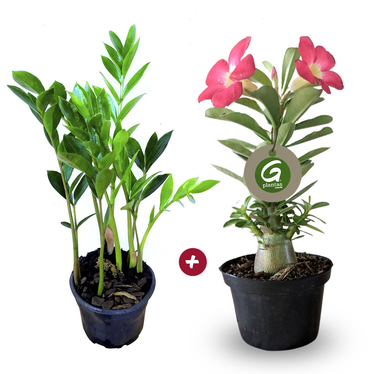 10 ideias de jardim de inverno com rosa do deserto e zamioculca