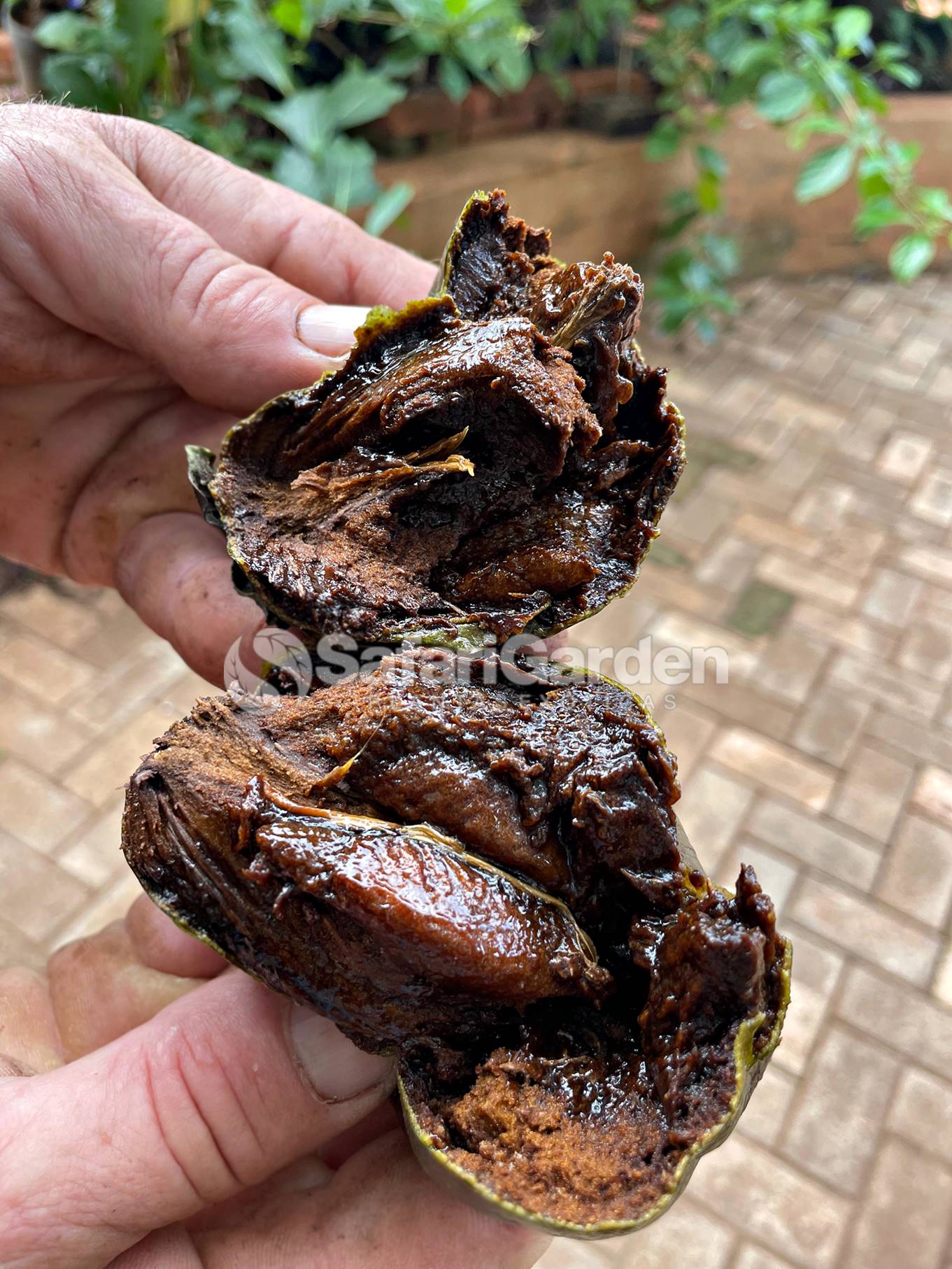 propriedades da diospyros nigra