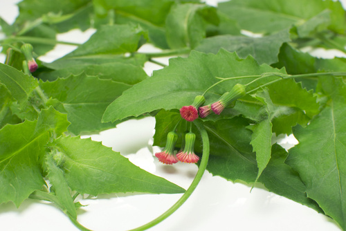 Guia Completo para o Cultivo de Serralha em Casa: Do Plantio à Colheita