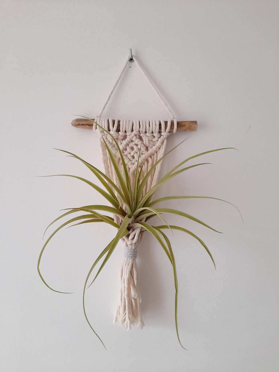 Guia Completo de Plantas para Vasos Suspensos