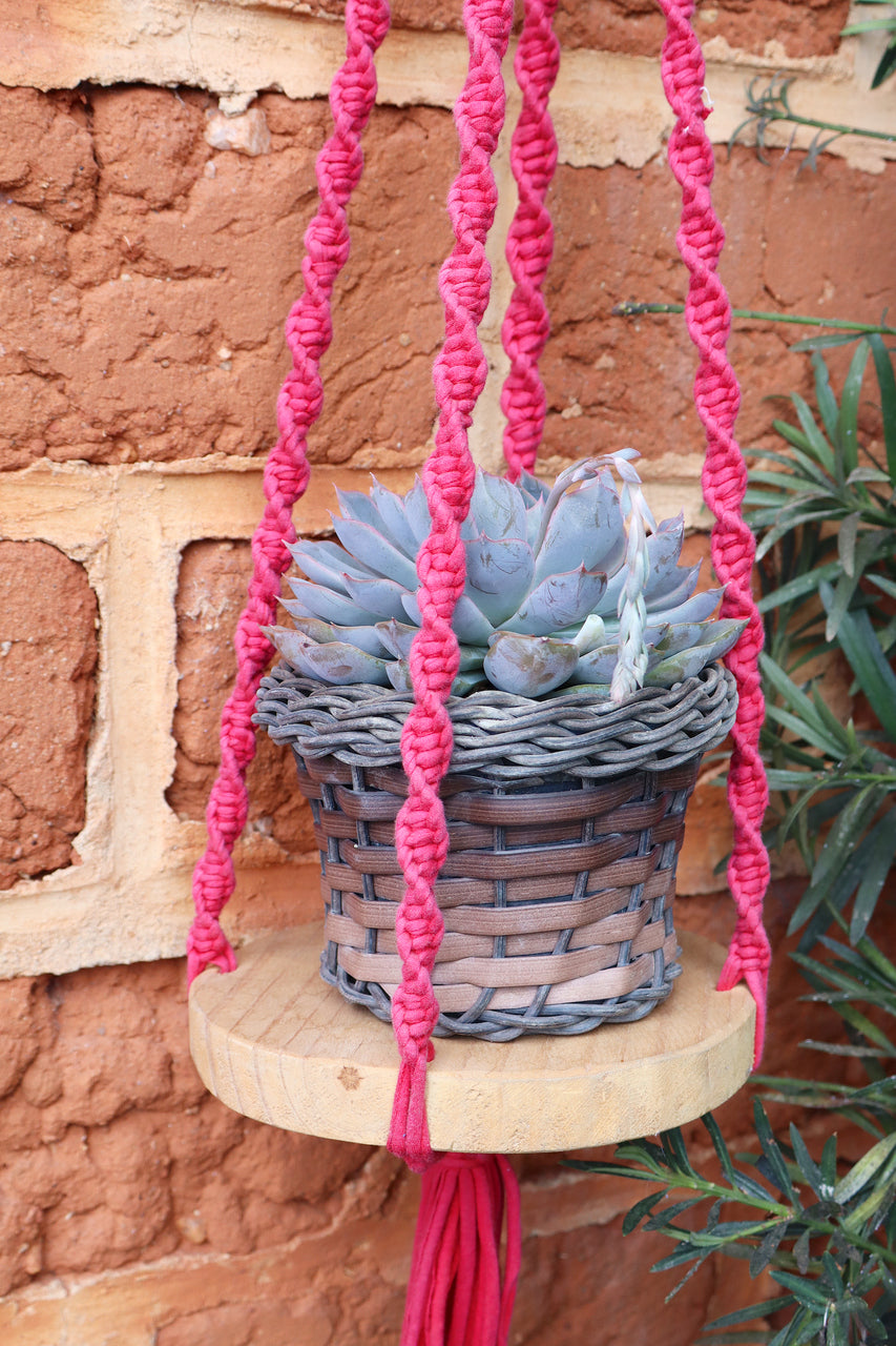 Guia Completo de Plantas para Vasos Suspensos