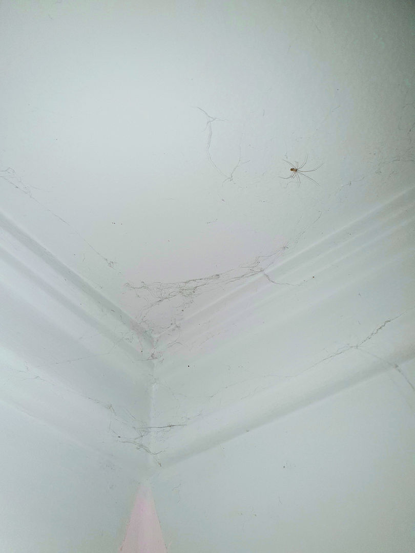 como tirar teia de aranha do teto sem sujar a parede