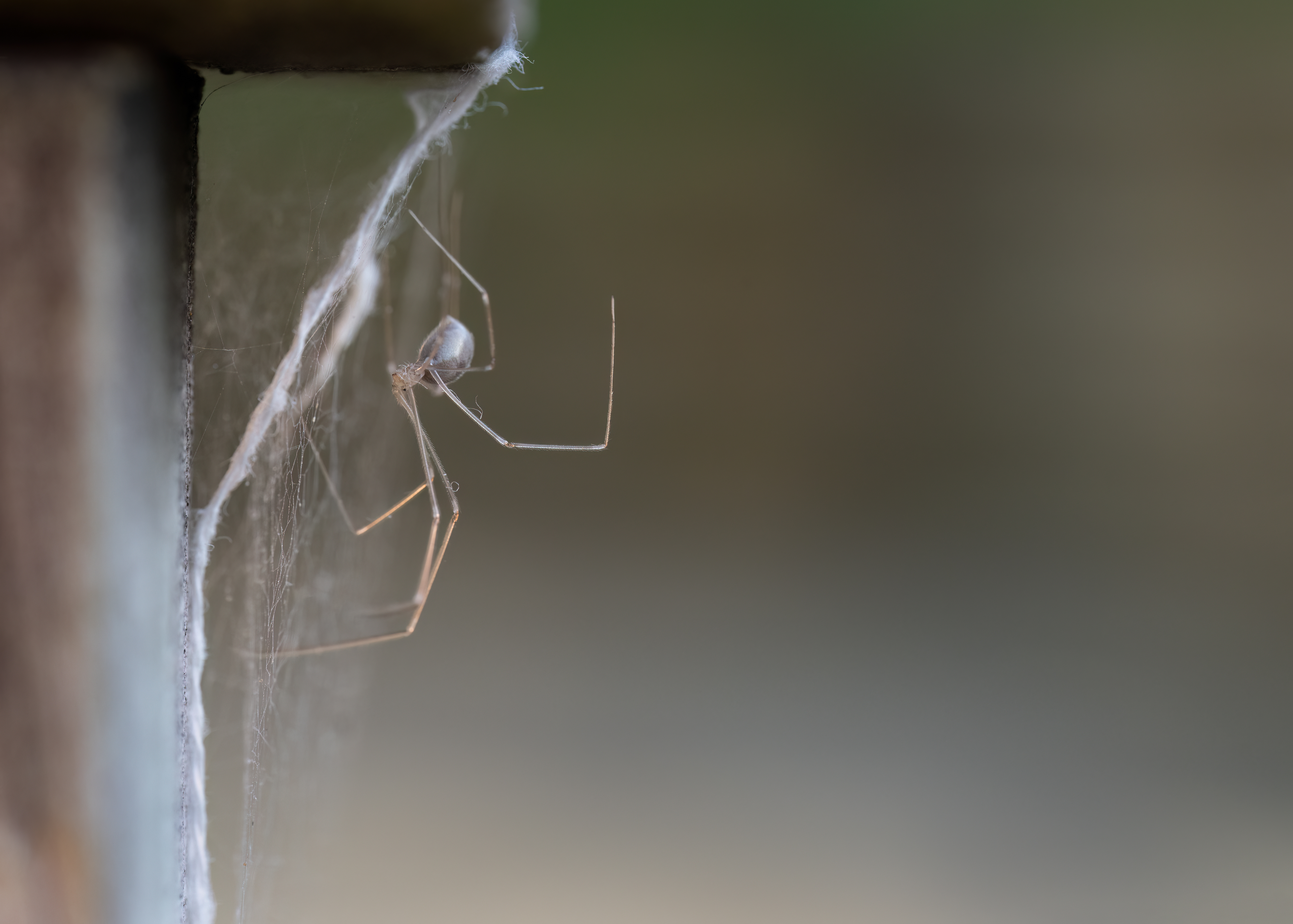 teia de aranha na parede da casa tem solucao
