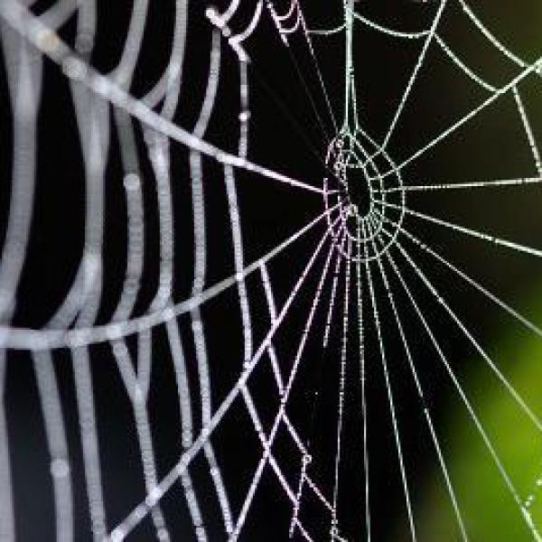 teia de aranha na parede da casa tem solucao