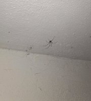 evitar aranhas em casa de forma natural