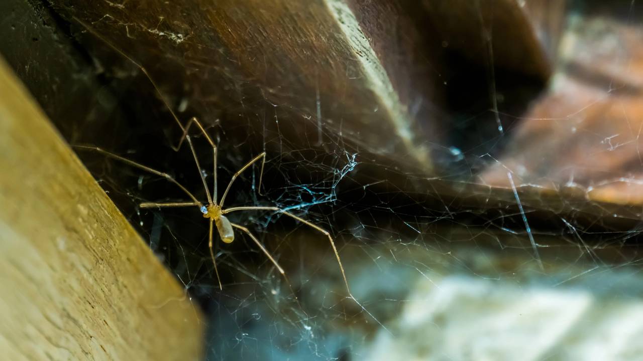 teia de aranha na parede da casa tem solucao