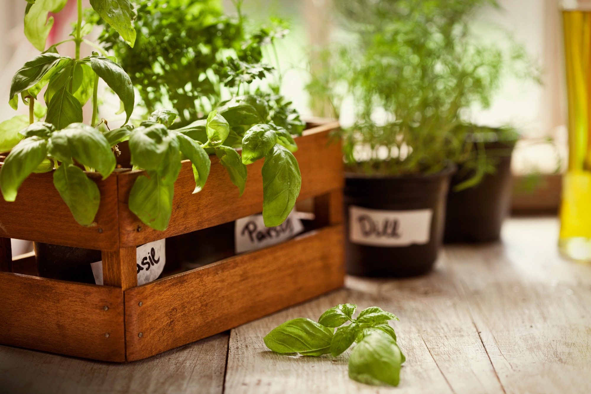 Como conservar temperos frescos e secos por mais tempo