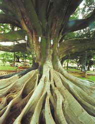 Shinrin-yoku cientificamente validado