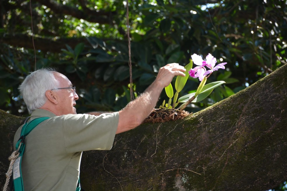 terapia com árvores