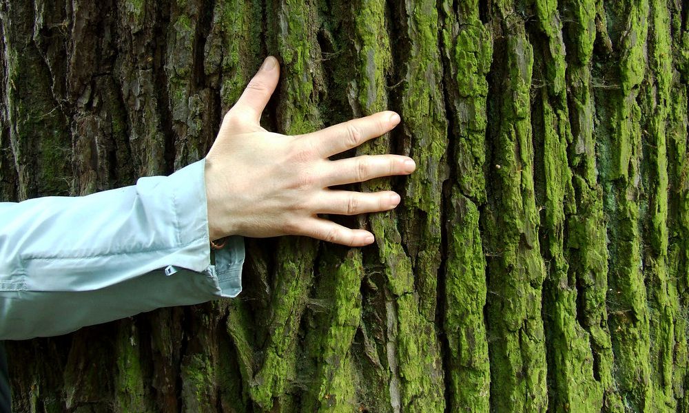 terapia com árvores benefícios comprovados