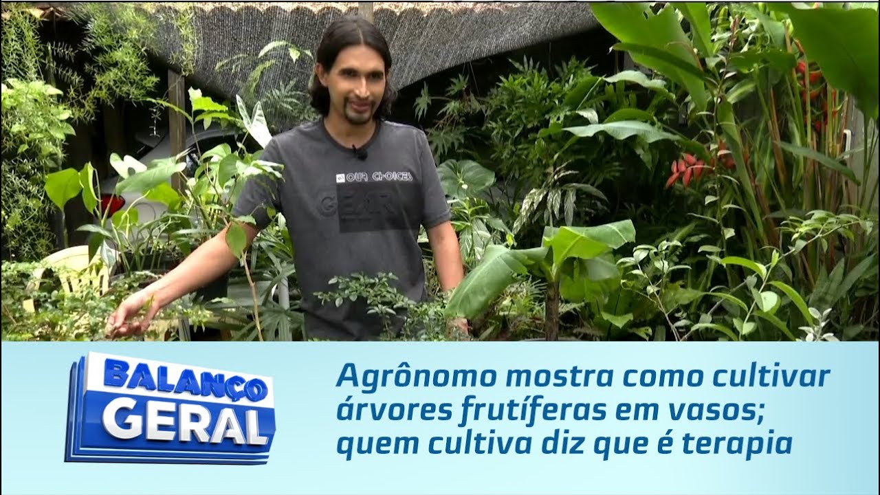 psicologia do abraço de árvores