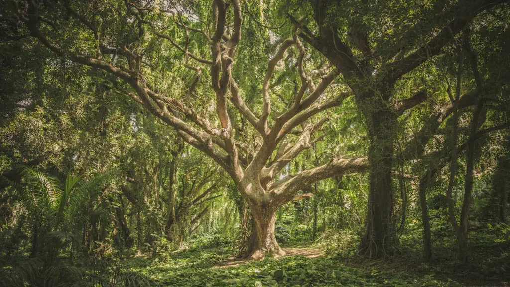 Shinrin-yoku cientificamente validado