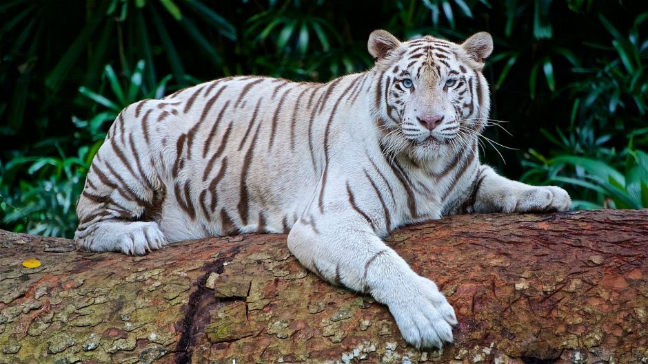 tigre branco