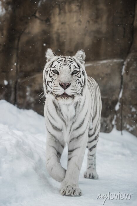 Tigre Branco: Variação Genética ou Espécie Única?