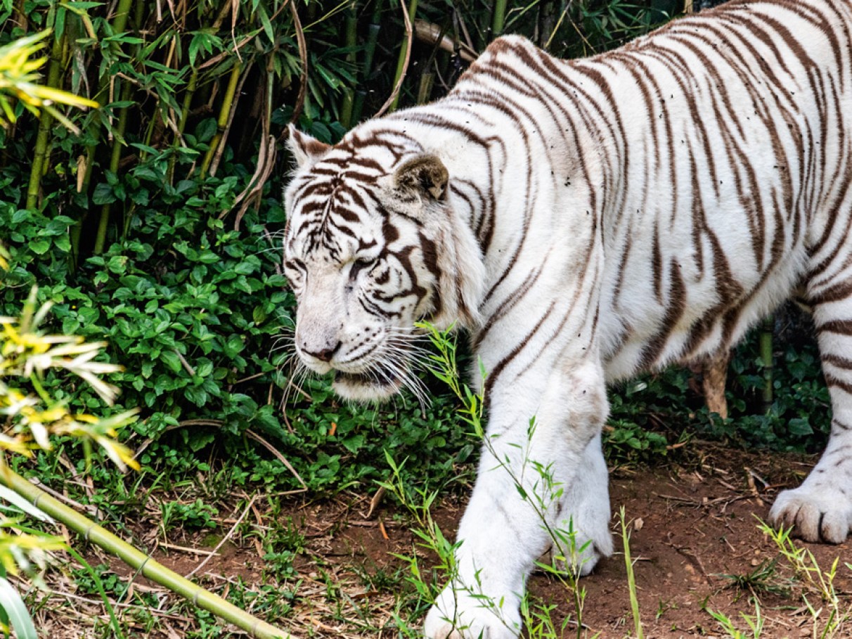 Onde Ver Tigres Brancos no Brasil: Zoológicos e Santuários