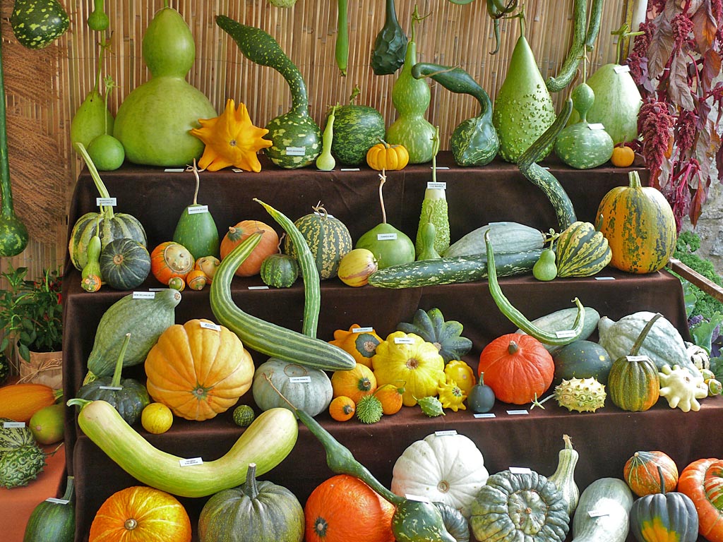 erros comuns ao escolher abóbora para sopa