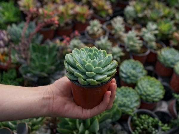 Guia Completo de Cuidados para Suculentas Iniciantes