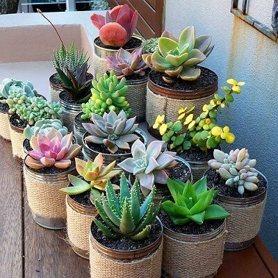 As Mais Belas Suculentas Pendentes para Decorar sua Casa