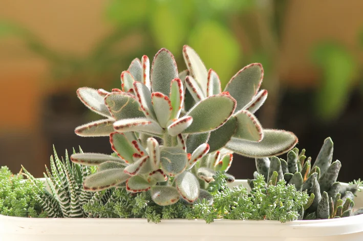 Guia Completo de Cuidados para Suculentas Iniciantes