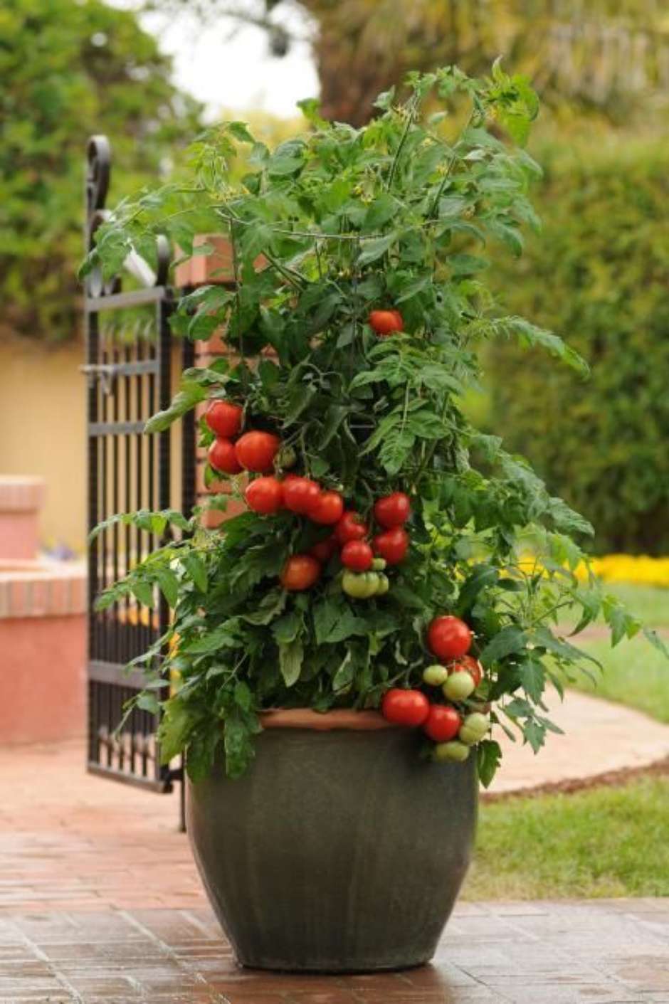 como plantar tomate cereja em vaso passo a passo