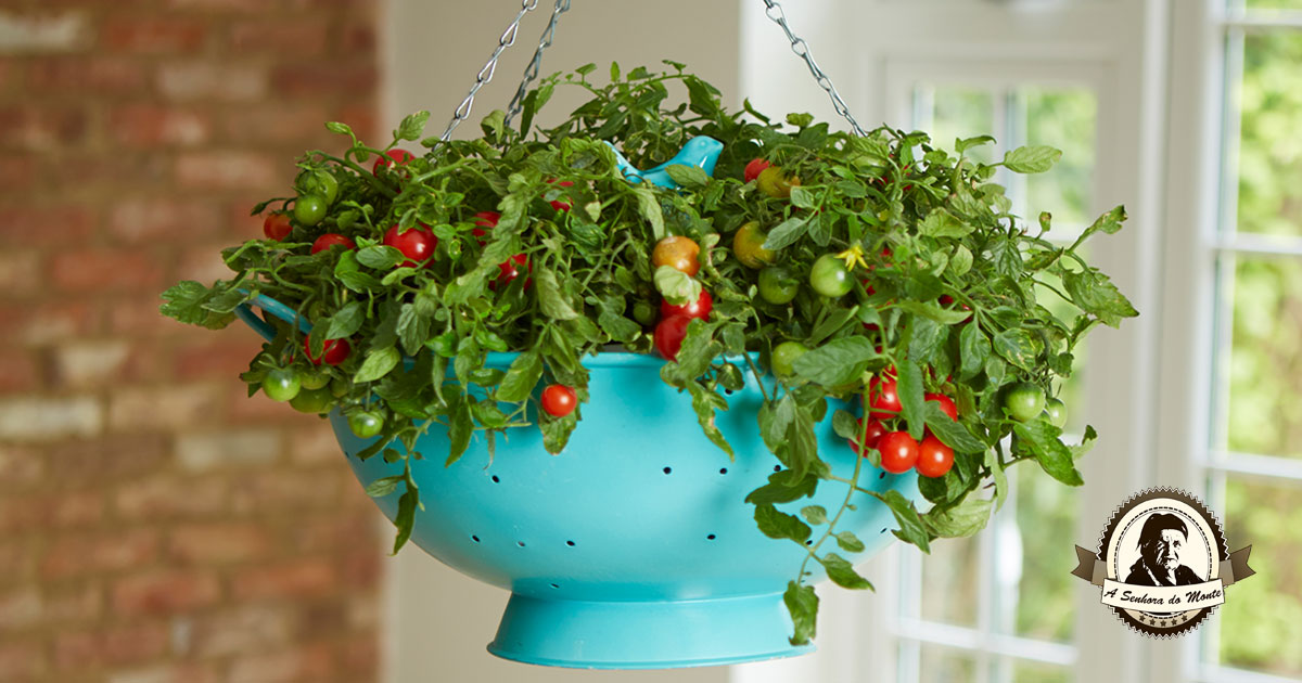 cuidados com tomate cereja em vaso