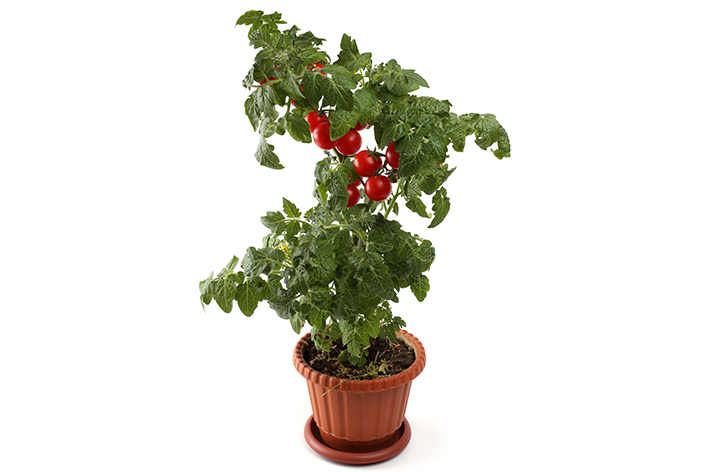 cuidados com tomate cereja em vaso