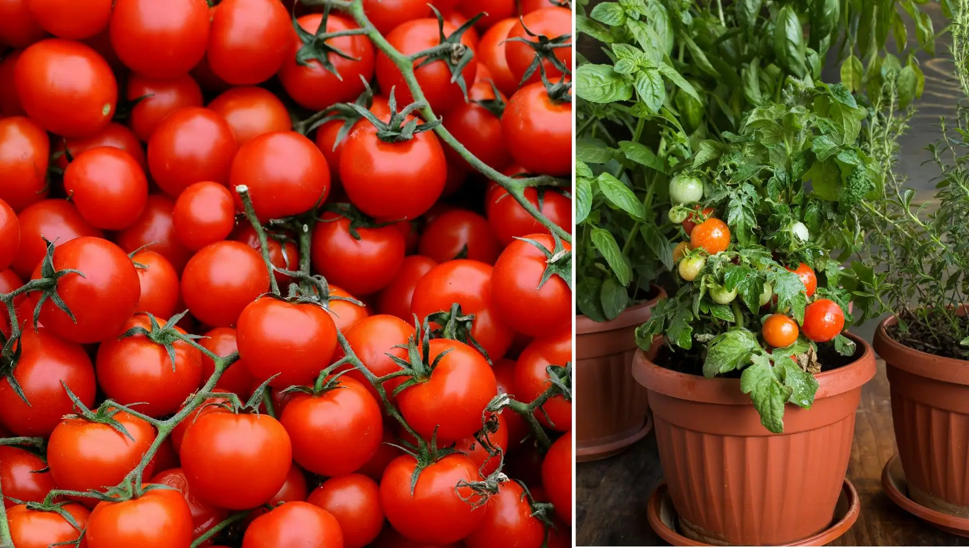 colheita de tomate cereja em vaso