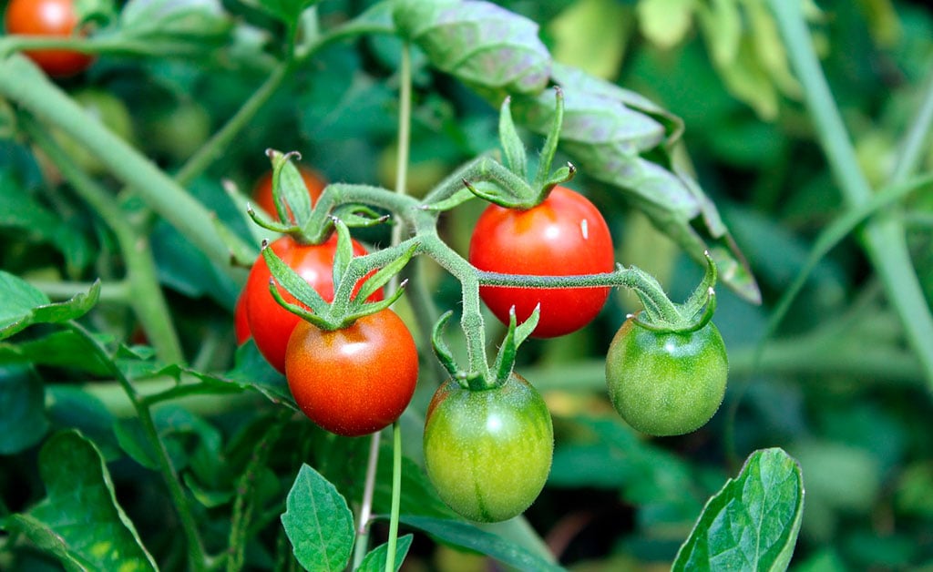 cuidados com tomate cereja em vaso