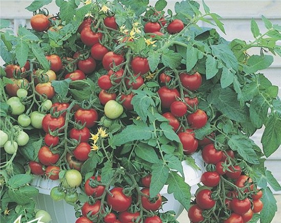como plantar tomate cereja em vaso passo a passo