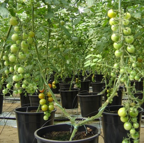 cuidados com tomate cereja em vaso