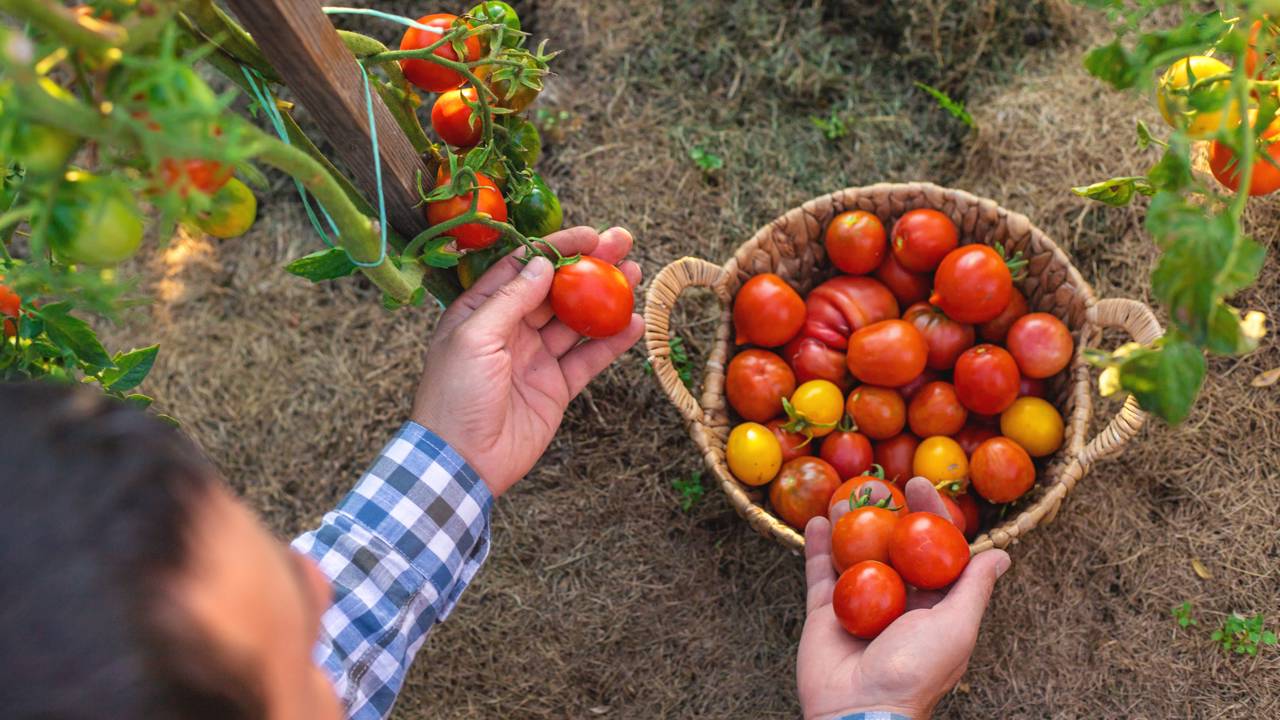 colheita de tomate cereja em vaso