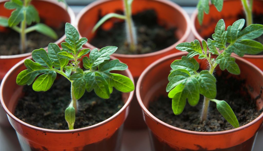 tomate cereja em vaso