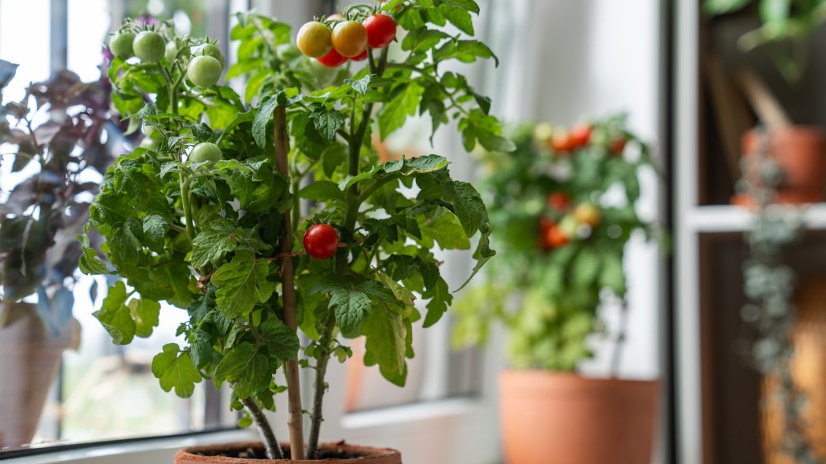 como plantar tomate cereja em vaso passo a passo