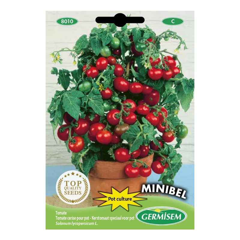 colheita de tomate cereja em vaso