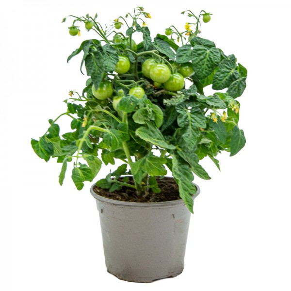 tomate cereja em vaso